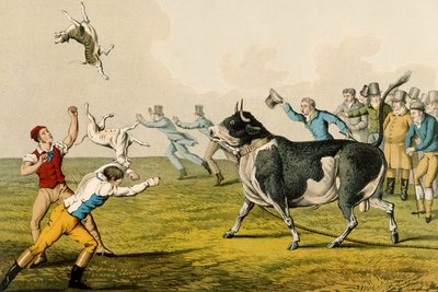 “Bull Baiting”，酒吧。作者：Thomas McLean，1820年，（打印） 作者 亨利·托马斯·阿尔肯