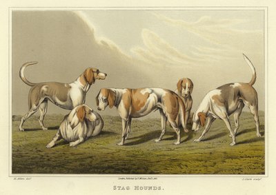 雄鹿猎犬（chromolitho） 作者 亨利·托马斯·阿尔肯