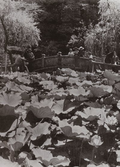 A Lotus-Pond (b/w photo) 作者 赫伯特·庞廷