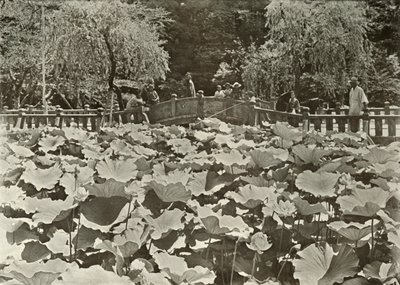 1910年的荷花池。 作者 赫伯特·庞廷