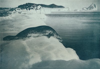 潜水的威德尔海豹，1913年，1913年 作者 赫伯特·庞廷