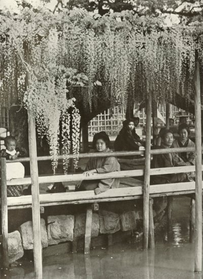 1910年在龟户的紫藤乔木。 作者 赫伯特·庞廷