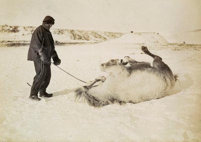 雪地里的一人一马 作者 赫伯特·庞廷