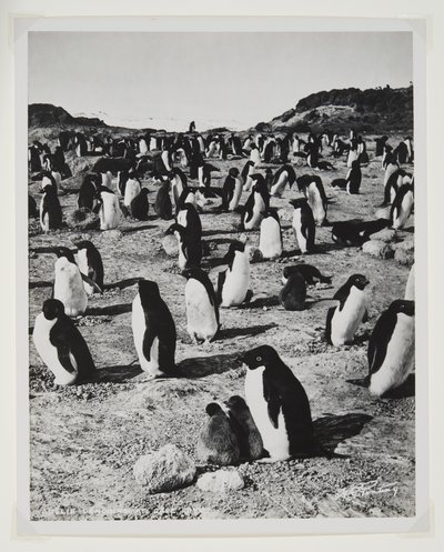 Cape Royds的Adelie Penguins（溴化物印刷品） 作者 赫伯特·庞廷