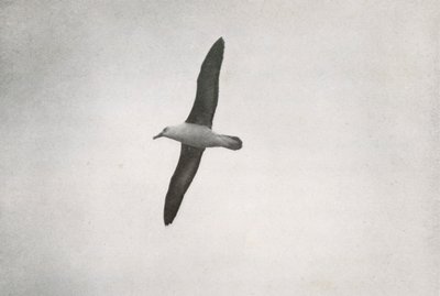 信天翁（Albatross Soaring），c19101913，1913年 作者 赫伯特·庞廷
