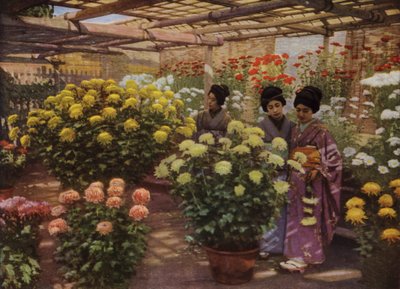 在菊花展上（照片） 作者 赫伯特·庞廷