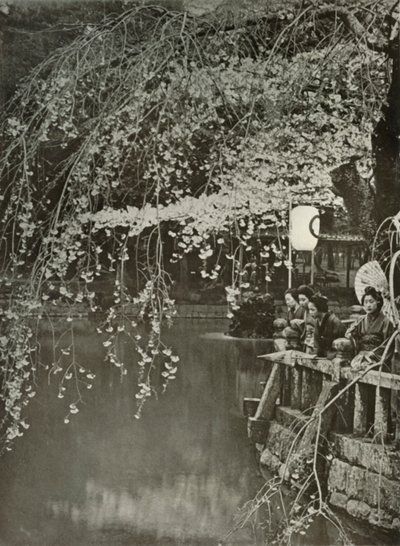 1910年日本的樱桃开花时间。 作者 赫伯特·庞廷