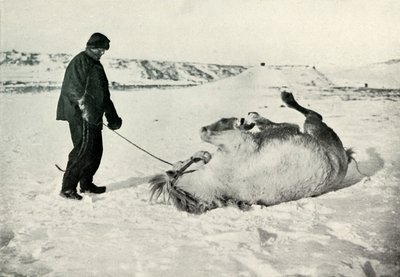 樱桃·加拉德（Cherry-Garrard）在雪地里给小马迈克尔（Michael A）滚雪球，1913年，1913年 作者 赫伯特·庞廷