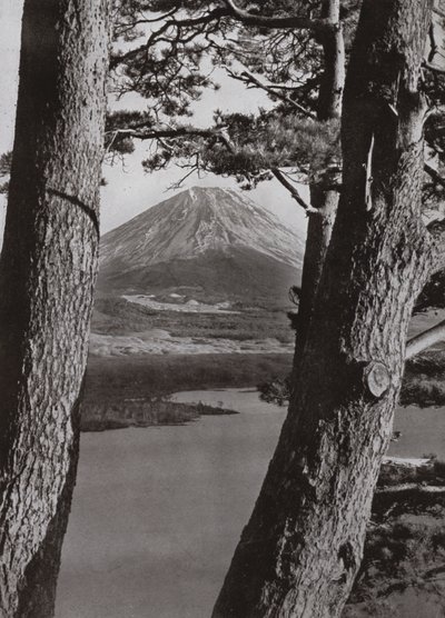 富士山和松树（黑白照片 作者 赫伯特·庞廷