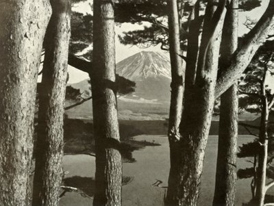 富士和松树，1910年。 作者 赫伯特·庞廷