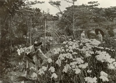 1910年，在虹膜花园中。 作者 赫伯特·庞廷