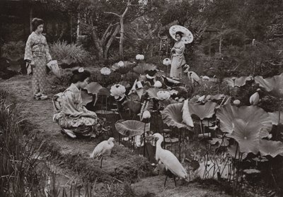 在莲花花园（黑白照片） 作者 赫伯特·庞廷