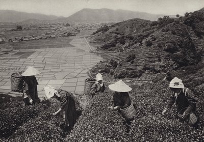 1920 年代的日本：茶叶收获（黑白照片） 作者 赫伯特·庞廷