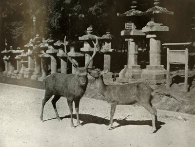 我亲爱的！ 1910年在奈良研究。 作者 赫伯特·庞廷