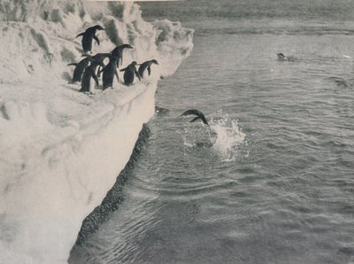 企鹅跳水，1913年，1913年 作者 赫伯特·庞廷