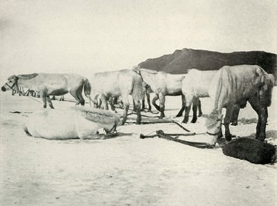 小马拴在海冰上，c19101913，1913年 作者 赫伯特·庞廷
