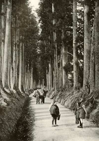 1910年在日光的柳杉 作者 赫伯特·庞廷