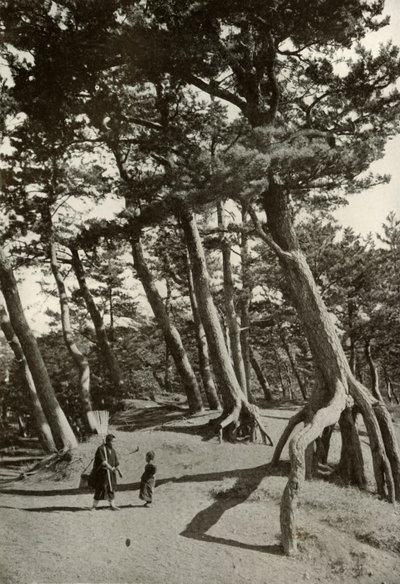 Shizu-Ura的松树，1910年。 作者 赫伯特·庞廷