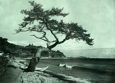 《树与波浪》，1910年。 作者 赫伯特·庞廷