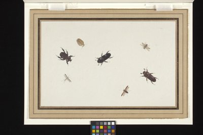 甲虫和飞蛾研究（白色荷兰纸上的水粉和水彩画） 作者 赫尔曼·亨斯滕伯格
