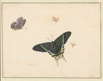 三只蝴蝶和一只黄蜂或苍蝇（水彩和水粉画） 作者 赫尔曼·亨斯滕伯格