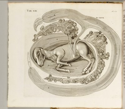 子宫中的动物，1738年 作者 Aquapendente的Hieronymus Fabricius