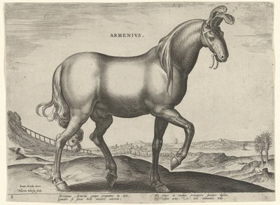 亚美尼亚马 (Armenius) Armenivs（物体上的标题） 来自奥地利唐璜皇家马厩的马品种（系列标题） Equile Ioannis Austriaci Caroli（系列标题） 作者 飞利浦加勒