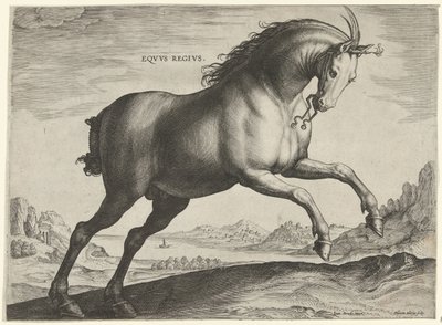 皇家马（Equus Regius 品种）
Eqvvs Regivs（物品上的标题）
来自奥地利唐璜皇家马厩的马种（系列标题）
Equile Ioannis Austriaci Caroli（系列名称） 作者 飞利浦加勒