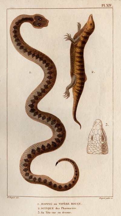Aesping或Red Vipere，药店里的水貂，头在上面"。Fauna des Mdecins ou histoire des animaux et de leurs produits par Hippolyte Cloquet" - 第 6 卷 - 1825 年。 作者 伊波利特克洛奎特