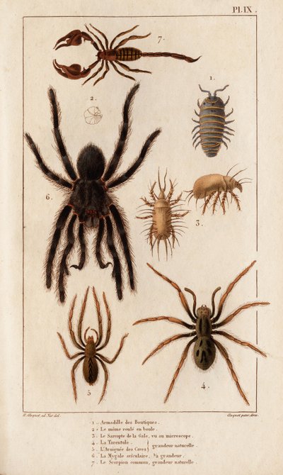 商店的 Amardille、疥疮的 Sascopte、狼蛛、疮疤的 Araignee、Mygale、天蝎座。”“Fauna des Physicians 或动物及其产品的历史，作者：Hippolyte Cloquet” - 第 6 卷 - 1825 年。 作者 伊波利特克洛奎特