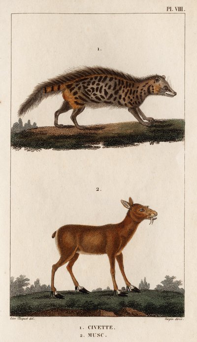 果子狸和麝香"。Fauna des Mdecins ou histoire des animaux et de leurs produits par Hippolyte Cloquet" - 第 6 卷 - 1825 年。 作者 伊波利特克洛奎特