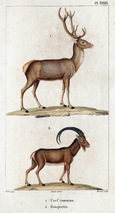 普通鹿和野山羊。”“Fauna des Médecins 或动物及其产品的历史，作者：Hippolyte Cloquet” - 第 6 卷 - 1825 年。 作者 伊波利特克洛奎特