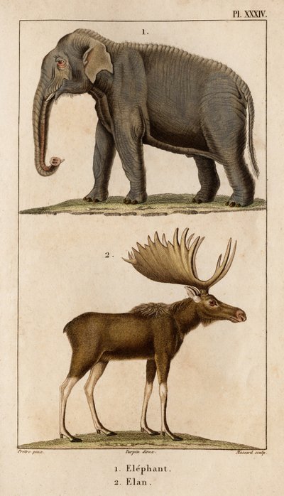 大象和埃兰。”“Fauna des Médecins 或动物及其产品的历史，作者：Hippolyte Cloquet” - 第 6 卷 - 1825 年。 作者 伊波利特克洛奎特