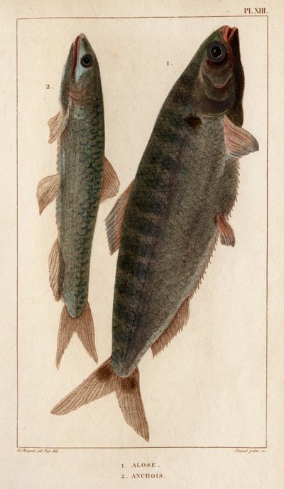 鲥鱼和鳀鱼"。Fauna des Mdecins ou histoire des animaux et de leurs produits par Hippolyte Cloquet" - 第 6 卷 - 1825 年。 作者 伊波利特克洛奎特