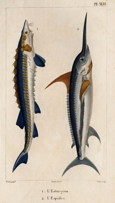 鲟鱼和剑鱼。Fauna des Mdecins ou histoire des animaux et de leurs produits par Hippolyte Cloquet" - 第 6 卷 - 1825 年。 作者 伊波利特克洛奎特