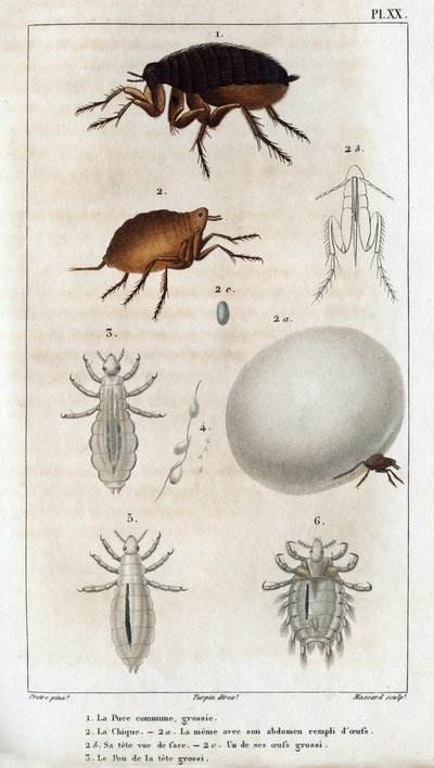 常见的别致，Pou。” Fauna des Médecins 或动物及其产品的历史，作者：Hippolyte Cloquet” - 第 6 卷 - 1825 年。 作者 伊波利特克洛奎特
