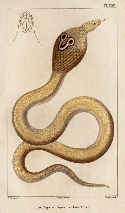 眼镜蛇或毒蛇戴着眼镜。”“Fauna des Médecins 或动物及其产品的历史，作者：Hippolyte Cloquet” - 第 6 卷 - 1825 年。 作者 伊波利特克洛奎特
