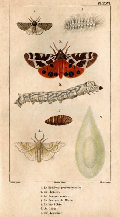 游行的 Bombyce，它的毛毛虫，Marten Bombyce，Murier Bombyce，蚕，它的外壳，它的蛹。在“医生的动物群或动物及其产品的历史，伊波利特·克洛凯” - 作者 伊波利特克洛奎特