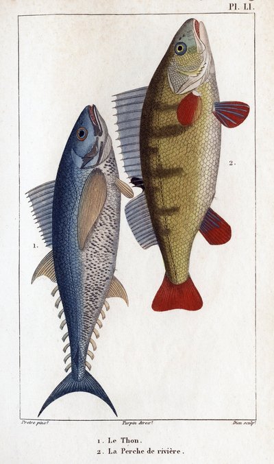 金枪鱼和河鲈鱼。”“医生的动物群或动物及其产品的历史，作者：Hippolyte Cloquet””- 作者 伊波利特克洛奎特