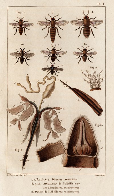 各种蜜蜂。”“Fauna des Mdecins 或动物及其产品的历史，作者：Hippolyte Cloquet” - 第 6 卷 - 1825 年。 作者 伊波利特克洛奎特