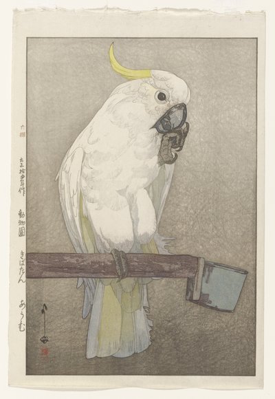 硫磺凤头鹦鹉 作者 吉田博史