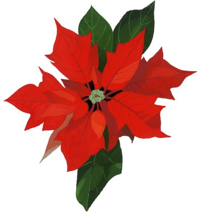 Poinsettia 作者 井筒宏之