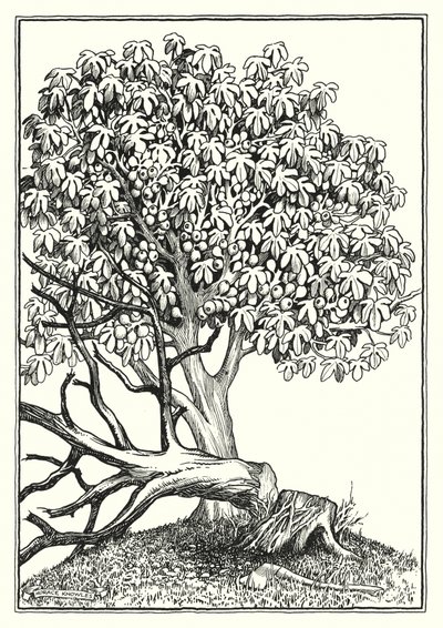 登山宝训》插图（雕刻） 作者 霍勒斯·J·诺尔斯