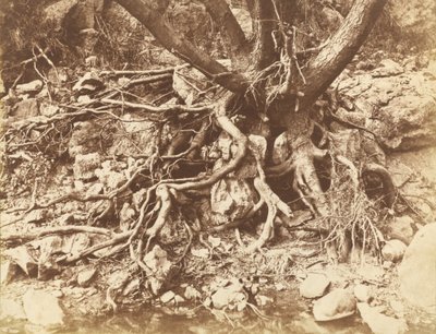树根缠绕的树，1853 年（照片） 作者 休·欧文