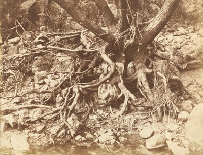 缠根的树，1853年。 作者 休·欧文