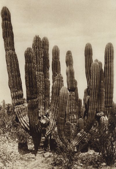 墨西哥：瓜伊马斯，"Cereus Pringlei"，索诺拉州（黑白照片） 作者 雨果·布雷默