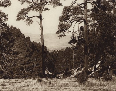 墨西哥：奥里萨巴山脚下的野生全景（黑白照片） 作者 雨果·布雷默