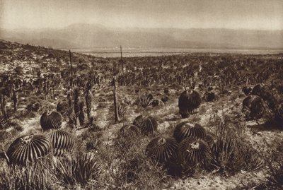 墨西哥：Sierra de Tehuacan，前部为 "Echinocactus grandis"（黑白照片） 作者 雨果·布雷默
