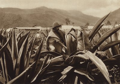 墨西哥：Tlachiquero 从龙舌兰植物中吮吸 pulque（黑白照片） 作者 雨果·布雷默