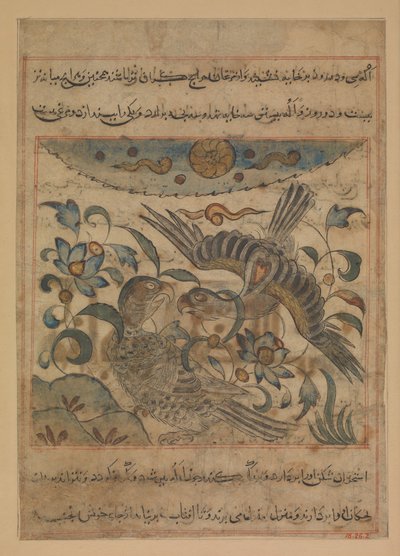 一对老鹰，来自Manafi